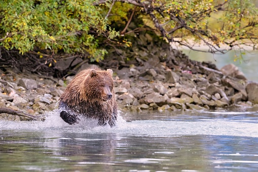 An Alaskan Brown Bear (Ursus horribilis) at Lake Clark National Park looking for food