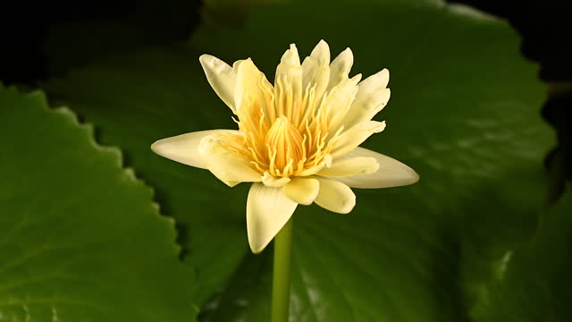 Beautiful yellow water lily blooming in the pond on a green leaves background.