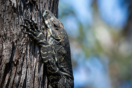 Goanna, Large tree dwelling lizard, South Eastern Costal Forests, Australia. Native Lace Monitor.