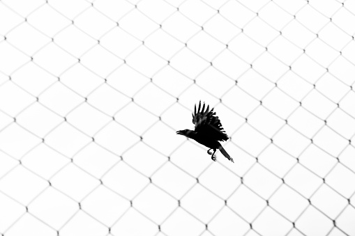 Image of a crow flying on the other side of a fence