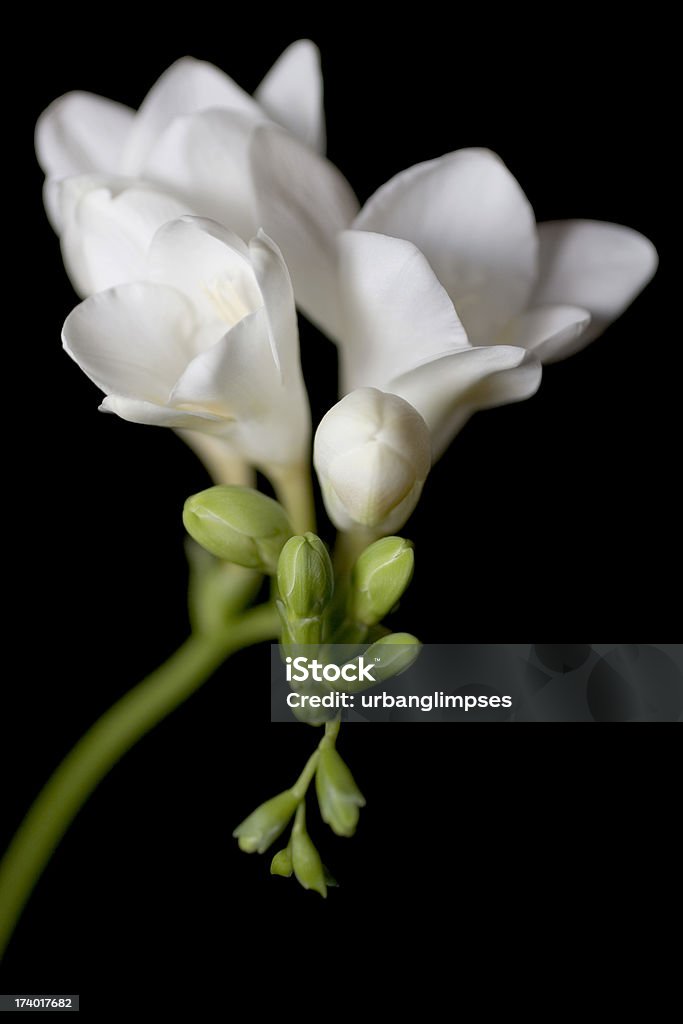 Freesia - Photo de Freesia libre de droits