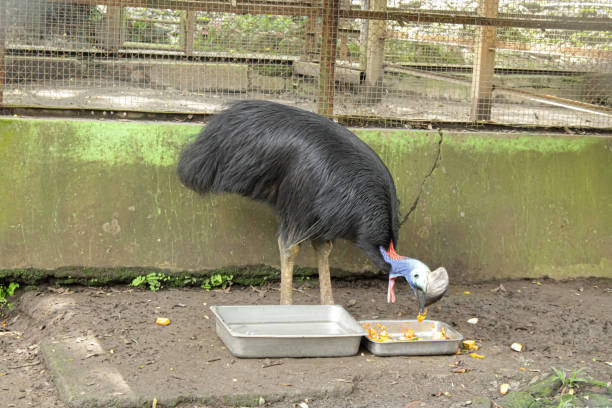 istock A cassowary at the zoo 1740189983