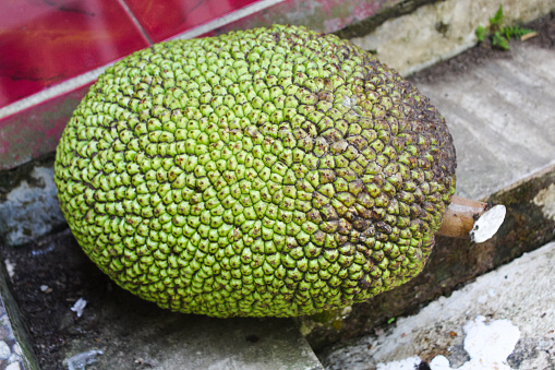 Jackfruit ripe ready to eat