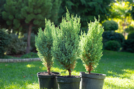 Group of juniper tree seedlings are in black plastic pots in the garden, ready for planting. Gardening background photo with soft selective focus. Copy space. Close-up.