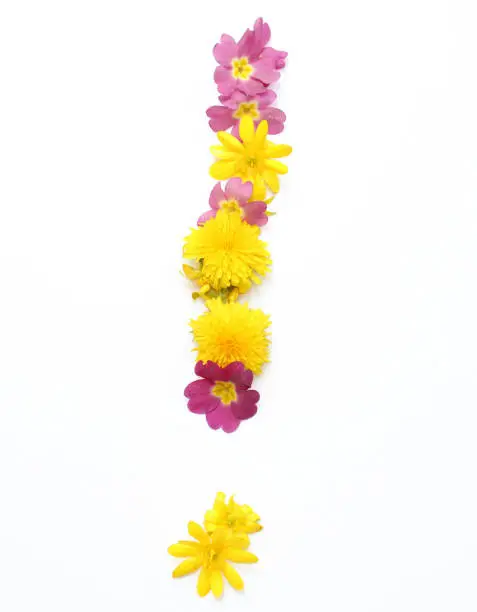The exclamation mark with a point is made of yellow and pink flowers. The floral symbol can be used as poster, greeting card and wellness spa relaxation or for invitation. Real flowers isolated on white background