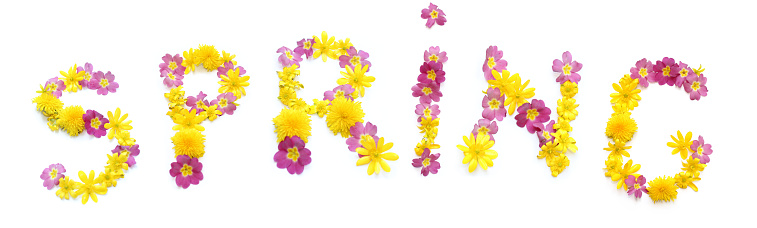 The word SPRING made of yellow and pink flowers. The floral lettering can be used as posters for anniversaries, corporate events, parties, greeting cards and celebrations. real blossoms isolated