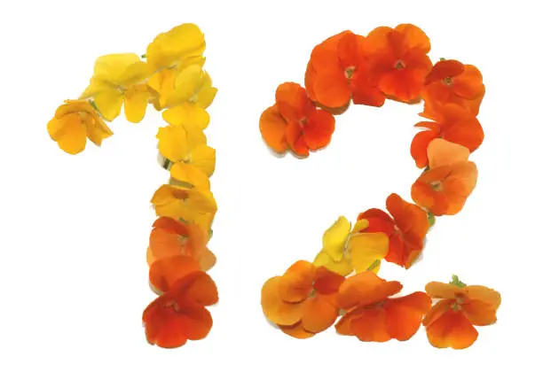 number twelve made from freshly picked yellow, orange and red flowers. for birthday party, anniversaries, wedding celebrations and corporate events, isolated on a white background