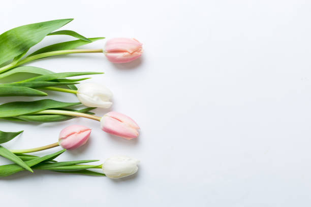 istock Pink and white tulips on a colored holiday frame Background. Floral spring background for March 8, birthday, mother's day. copy space top view flat lay 1740229040