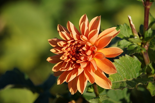 A pair of colorful dahlia flowers and an unopened bud bloom in a Cape Cod garden on a September afternoon.
