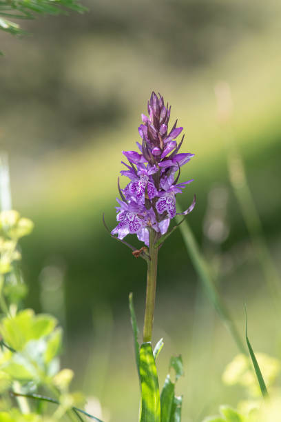 istock Purple wild orchid in spring in Turkey. 1740231831