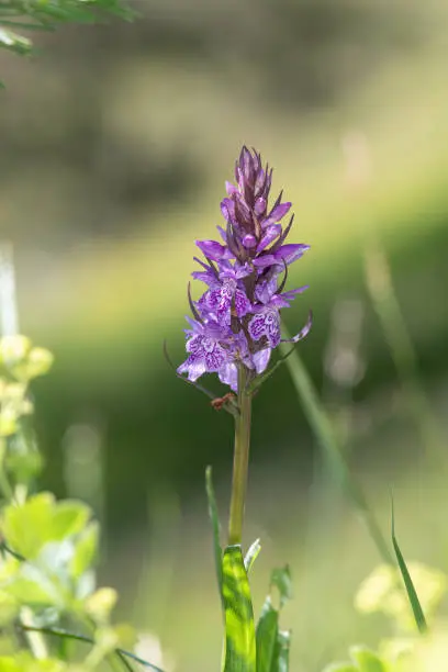 Purple wild orchid in spring in Turkey.