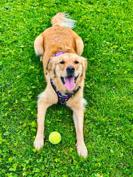 istock A Labrador Retriever dog lying on the grass in an outdoor setting 1740263124