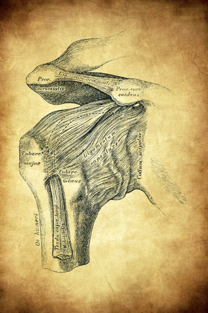 Humurus Drawing 190+ Humerus Drawing Stock Illustrations, Royalty-Free Vector Graphics ...