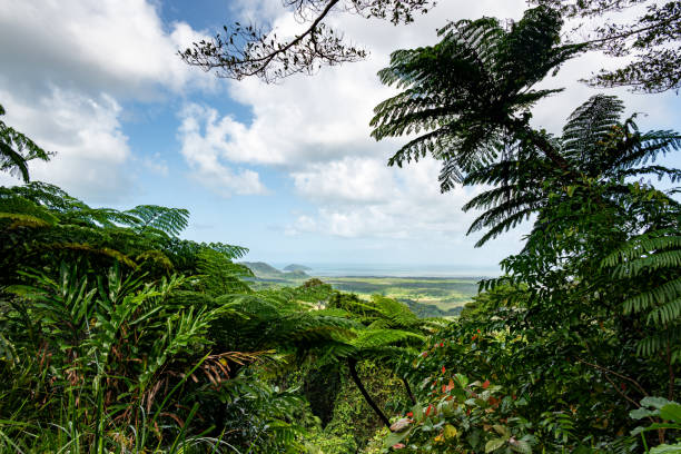 View of the rainforest from cape tribulation