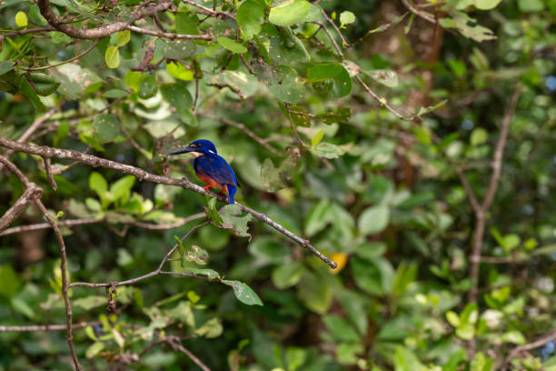istock Australian kingfisher 1740270523