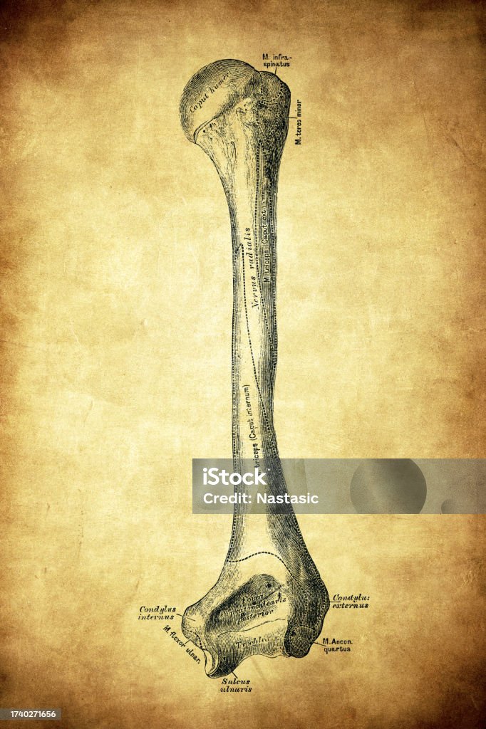 Single Humerus Humerus Stock Illustration - Download Image Now - 19th Century, 19th ...