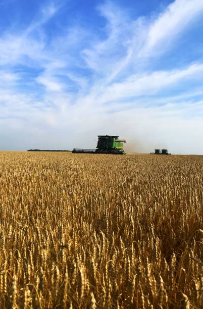 istock threshing of winter wheat. view from the combine cabin 1740276607