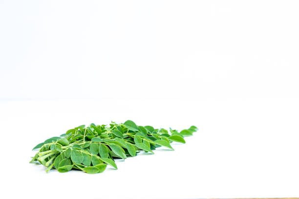 Fresh green leaves of moringa tree isolated on white background