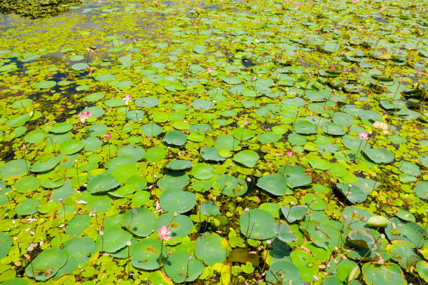 istock Lake with lotuses. Sri Lanka. 1740282290