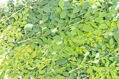 Fresh green moringa leaves or green leaves background top view