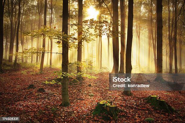 Foresta Nebbiosa In Autunno - Fotografie stock e altre immagini di Albero - Albero, Ambientazione esterna, Ambiente