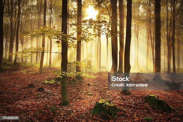 미스티 임산 추절 동안 가을에 대한 스톡 사진 및 기타 이미지 - 가을, 공원, 나무