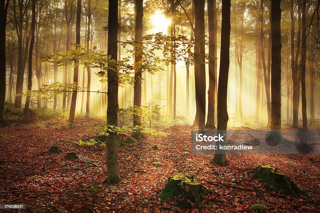 No Outono Misty Forest - Royalty-free Ao Ar Livre Foto de stock