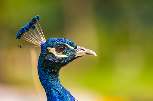 The blue shimmering head with feather crown and beak of a peacock cropped against the green of nature