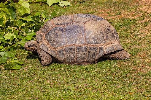 A Galapagos giant tortoise foraging in a zoo