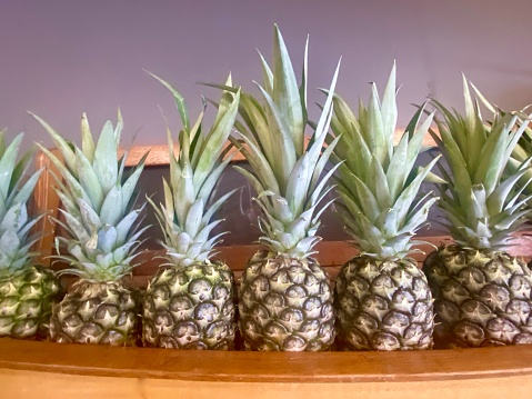 Horizontal row of organic fresh pineapples on wood shelf grown in fruit and vegetable garden in country Australia ready for eating