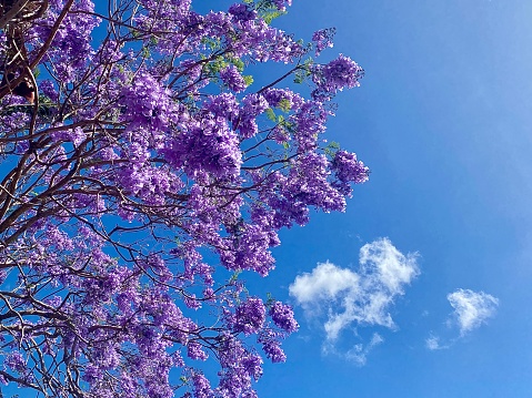 Horizontal landscape of vibrant purple flowering jacaranda tree top against summer blue sky with subtle cloud background Australia