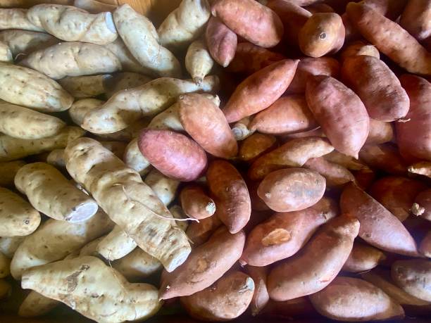 Three sweet potatoes sit in a woven basket on a wooden surface. They have rough skins and an orange hue. This scene captures ingredients ready for meal preparation.