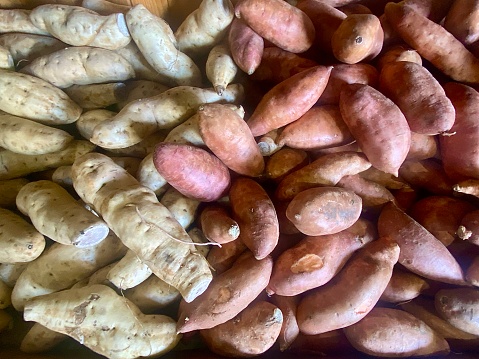 Horizontal full frame of harvested sweet potatoes or yams of orange and white varieties at farmers markets