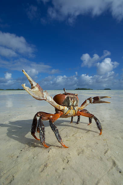 large crab at tropical island large crab displays his pincers threateningly in a remote tropical atoll in the seychelles. This image is also available in landscape orientation. crab photos stock pictures, royalty-free photos & images