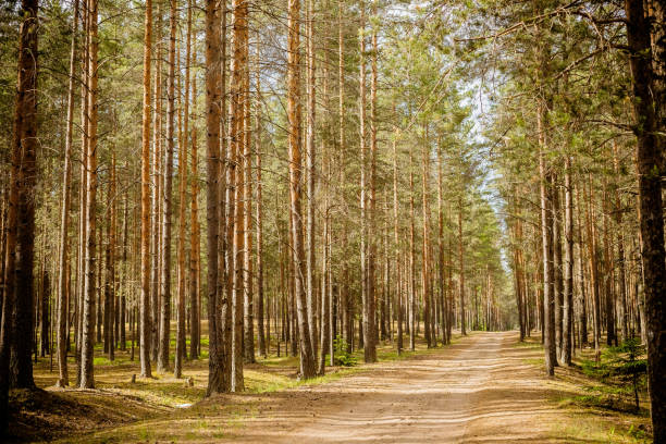 istock Trunks of pine trees illuminated by sunlight in a green coniferous pine forest in summer.A path in a pine forest. 1740311257