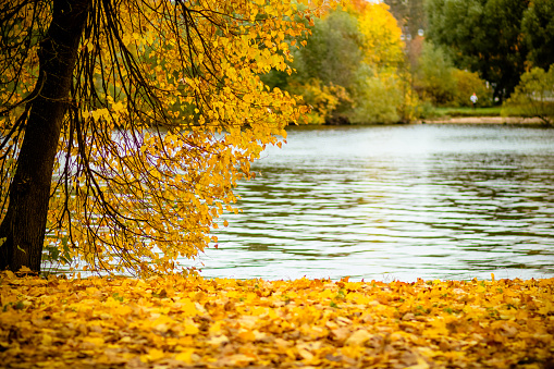 istock Leaves on the branches in the autumn park, forest.Very beautiful afternoon in city Park. Romantic landscape by the lake. Gorgeous nature. Relaxing and peaceful moment. Colorful autumn.Fall season concept. 1740313382