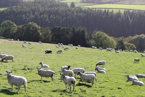 Flock of sheep grazing in the countryside in summer