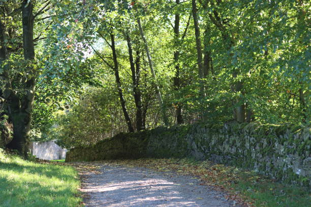 istock Countryside lane in summer surrounded by trees and lush foliage 1740322652