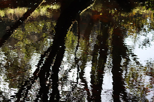 Dark tree reflected in the still water of a calm woodland river in summer