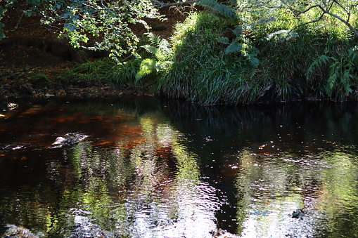River bank reflected in the still water of a woodland river in summer