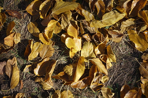 Dull grass covered with fallen leaves of mulberry in October