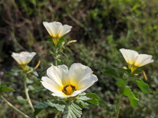 istock Turnera Subulata flower In The Morning 1740329358