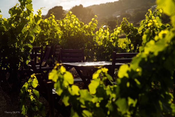 istock end of the day in a vineyard 1740332012