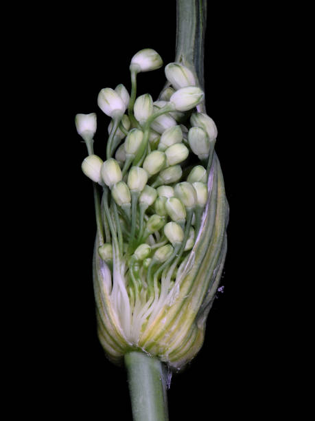 istock Allium caratinatum flower bud 1740333114