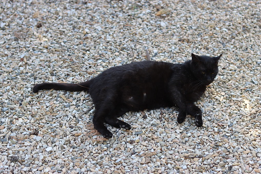 Black cat lying on gravel