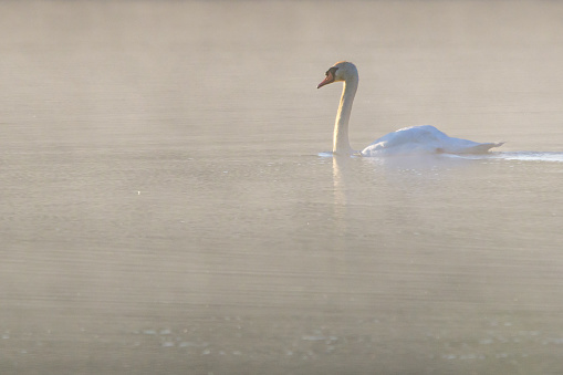 Nothing like a Swan taking a early morning swim in the morning mist,