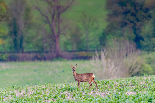 Whilst in Aylesbury visiting a friend ,I went on a wonder with hopes of photographing a barn owl that my friend had said he'd seen regularly,  I didn't get the owl, but this roe deer popped alone and stood awhile.