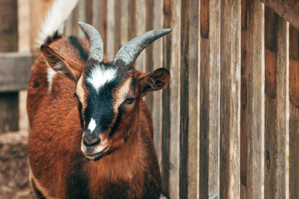 istock African goat in farm pen 1740353443