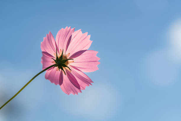 flower background material