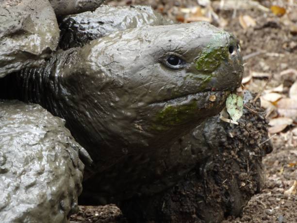 istock Closeup of a green sea turtle covered in mud 1740354704
